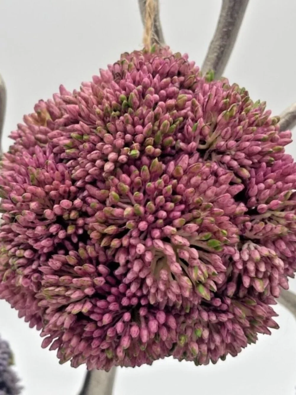Set of 3 Colorful Faux Sedum Flower Balls Orbs 4